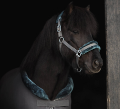 Padded Halter with Rope