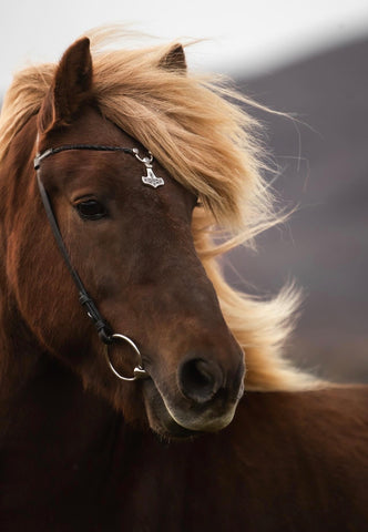 Þór Headstall - More Colors
