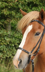 Bridle with a carved detail and white stones