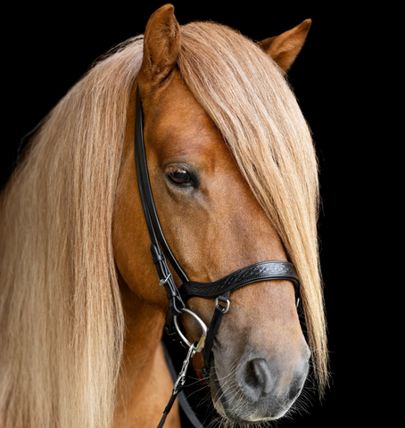 Anatomical Noseband Heritage