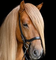 Anatomical Noseband Heritage