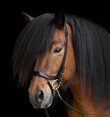 Anatomical Noseband Heritage