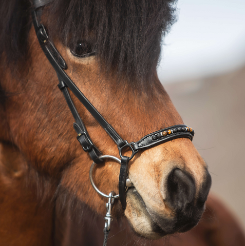 Top Reiter ORKA Bridle with matching dropped noseband
