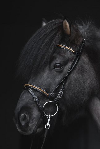 Bridle with gold stones