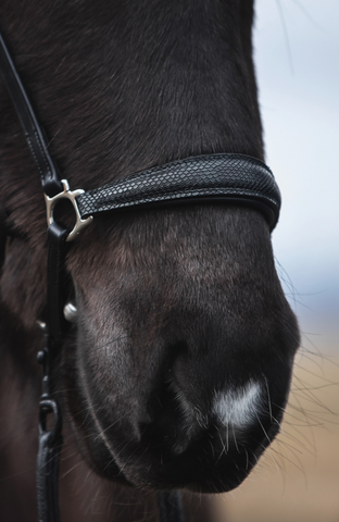 "Mosi" Bridle