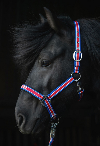 Red, White and Blue Halter and a rope