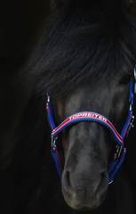 Red, White and Blue Halter and a rope