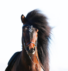 Sleipnir Headstall - More Colors