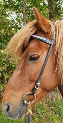 Bridle with rainbow glitter detail