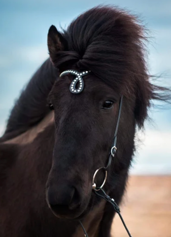 Bridle with a drop and row of white stones
