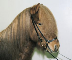 Soft Leather Dropped Noseband