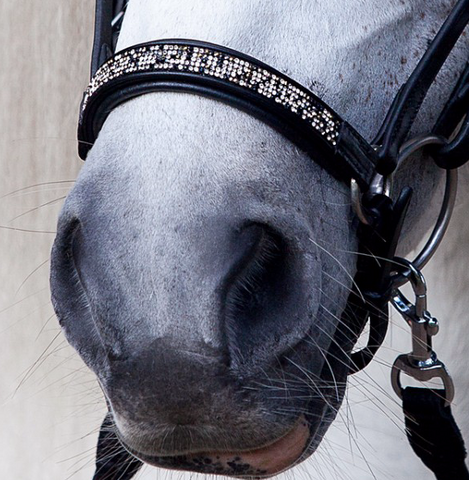 Hrimnir Noseband - Fire and Ice