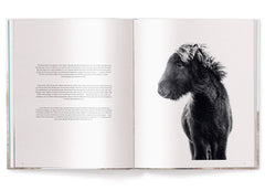 Horses of Iceland by Guadalupe Laiz