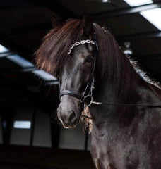 Hrimnir Headstall Sunset Rose